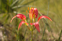 Lilium catesbaei