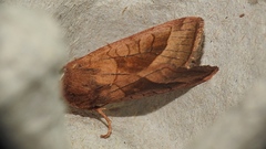 Hydraecia micacea