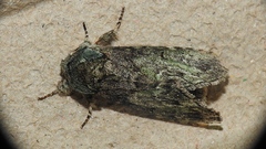 Macrurocampa marthesia