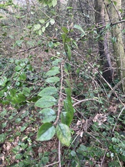 Cotoneaster simonsii