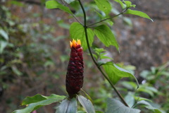 Costus