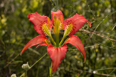 Lilium catesbaei