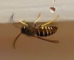 Vespula alascensis