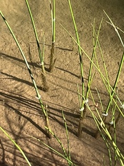 Schoenoplectus pungens