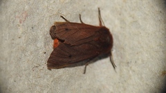 Phragmatobia fuliginosa