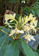 Hedychium flavescens