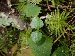 Neottia cordata