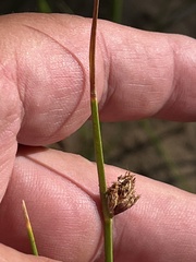 Schoenoplectus pungens