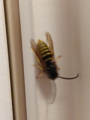 Vespula alascensis