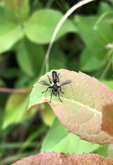 Cylindromyia interrupta