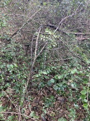 Cotoneaster simonsii