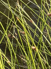 Schoenoplectus pungens