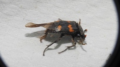Nicrophorus orbicollis