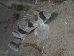 Centropogon australis