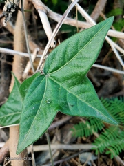 Passiflora suberosa