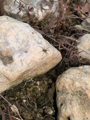 Pardosa