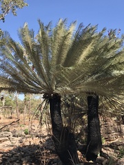 Cycas calcicola