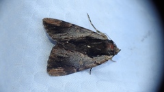 Catocala ultronia