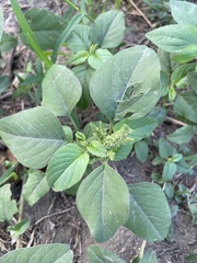 Amaranthus spinosus