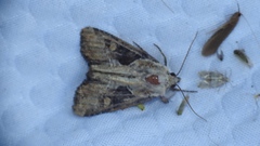 Lateroligia ophiogramma