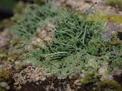 Pilophorus acicularis