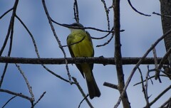 Tyrannus melancholicus