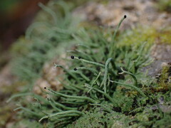 Pilophorus acicularis