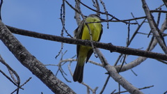 Tyrannus melancholicus