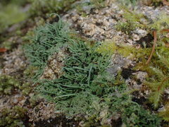 Pilophorus acicularis