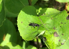 Pompilidae
