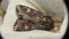 Apamea amputatrix