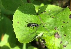 Pompilidae