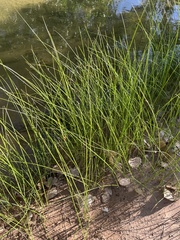 Schoenoplectus pungens