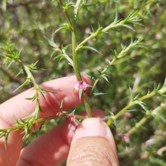 Salsola tragus