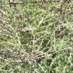 Salsola tragus