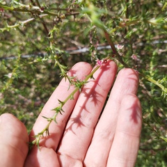 Salsola tragus