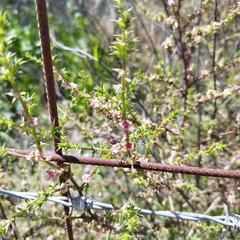 Salsola tragus
