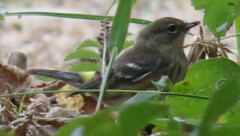 Setophaga coronata coronata
