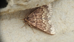 Idia lubricalis