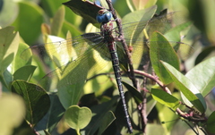 Coryphaeschna ingens