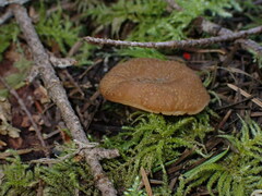 Gyromitra