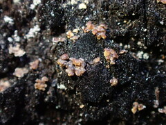 Hypocenomyce scalaris