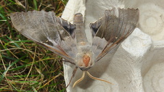 Pachysphinx modesta