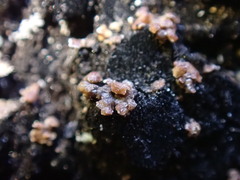 Hypocenomyce scalaris