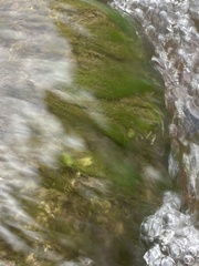 Zannichellia palustris