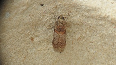 Acrobasis palliolella