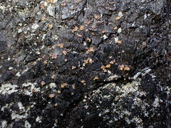 Hypocenomyce scalaris