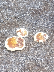 Ganoderma