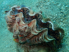 Tridacna maxima