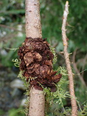 Agrobacterium radiobacter